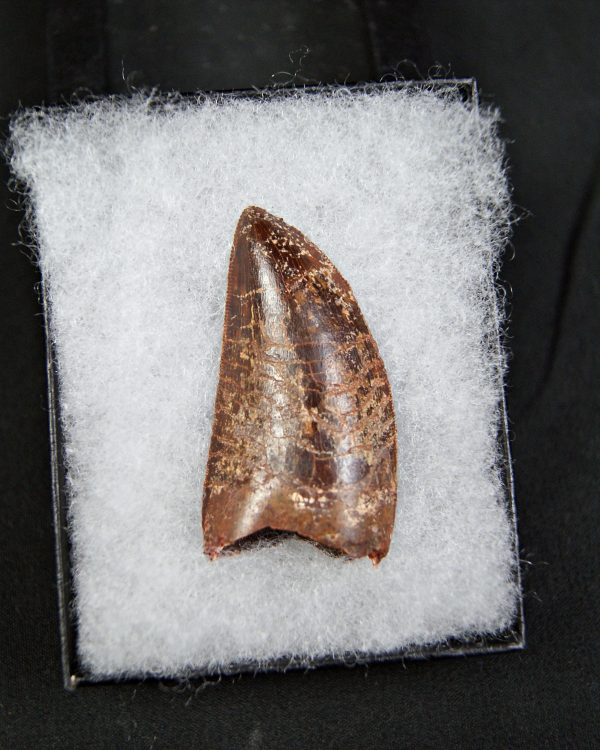 Carcharodontosaurus saharicus