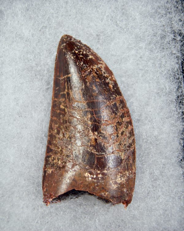 Carcharodontosaurus saharicus