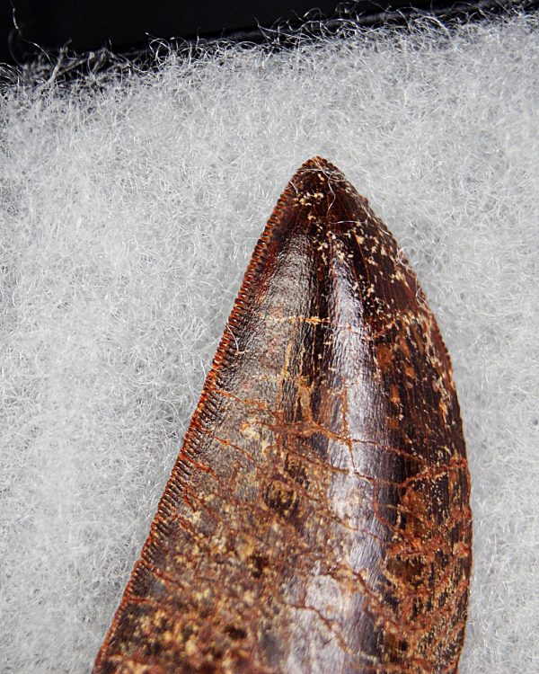 Carcharodontosaurus saharicus