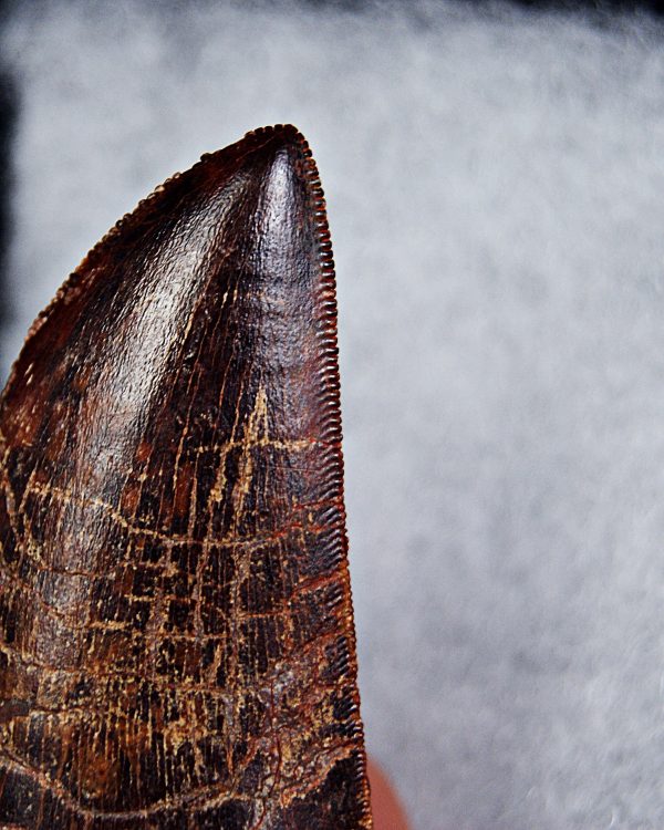 Carcharodontosaurus saharicus