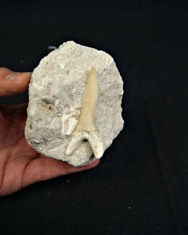 Scapanorhynchus rapax en matriz