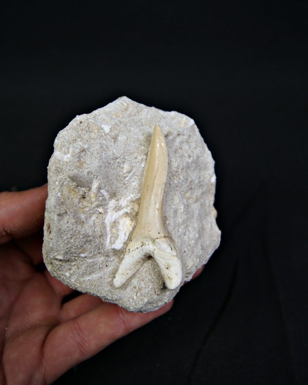 Scapanorhynchus rapax en matriz