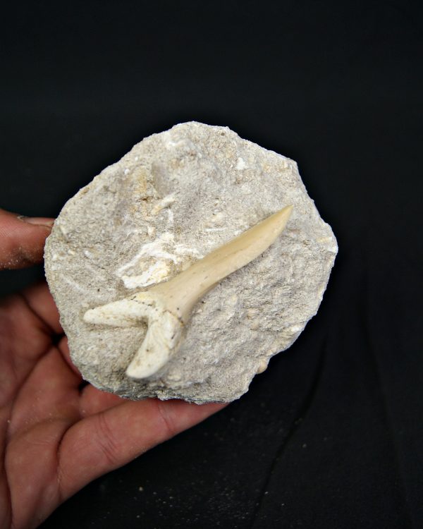 Scapanorhynchus rapax en matriz