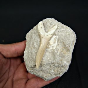 Scapanorhynchus rapax en matriz