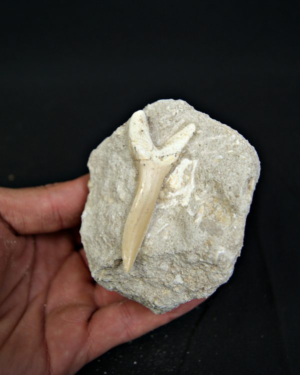 Scapanorhynchus rapax en matriz