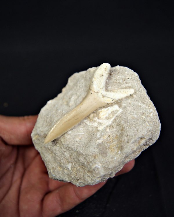 Scapanorhynchus rapax en matriz