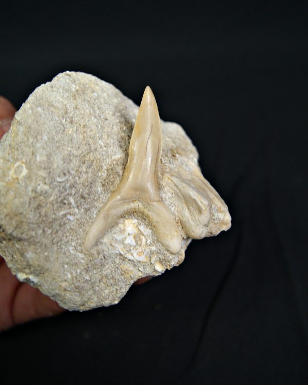 Scapanorhynchus rapax en matriz