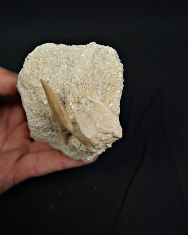 Scapanorhynchus rapax en matriz