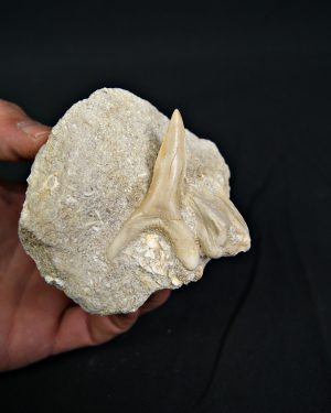 Scapanorhynchus rapax en matriz