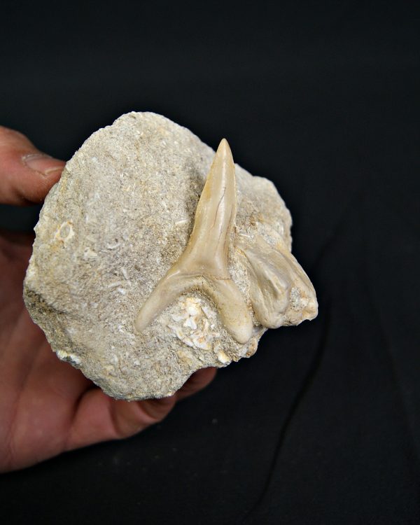 Scapanorhynchus rapax en matriz