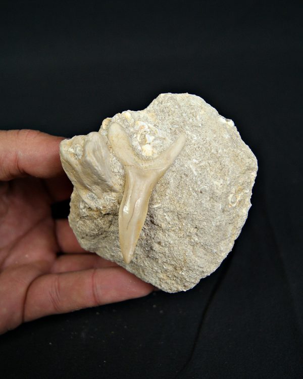 Scapanorhynchus rapax en matriz