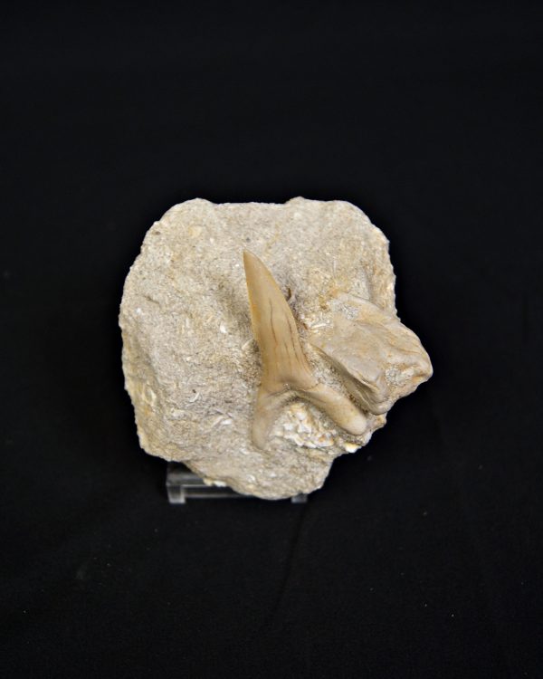 Scapanorhynchus rapax en matriz