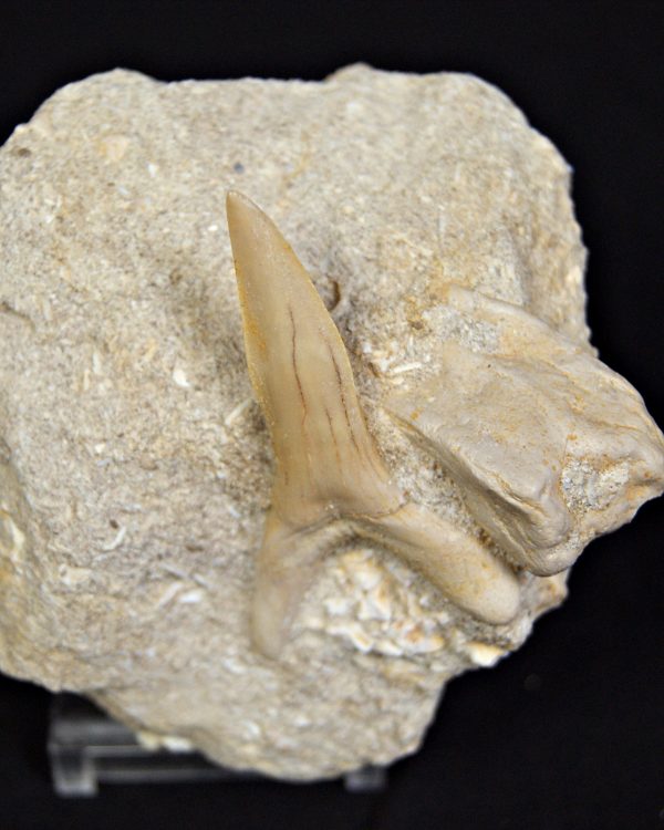 Scapanorhynchus rapax en matriz