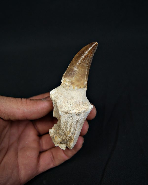 Mosasaurus hoffmanni