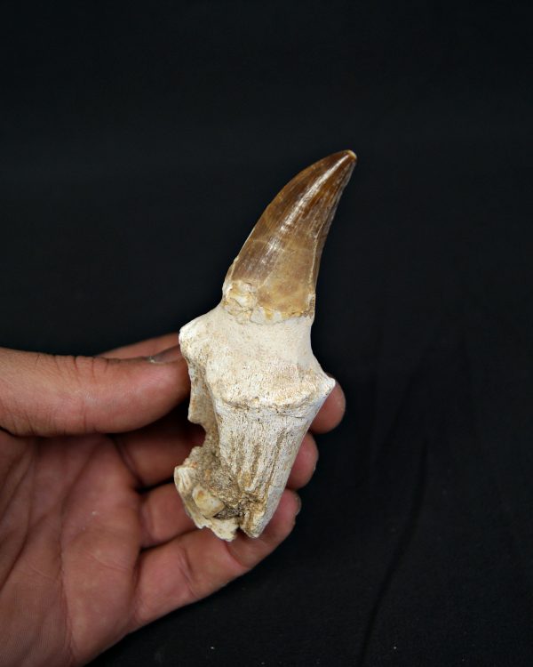 Mosasaurus hoffmanni