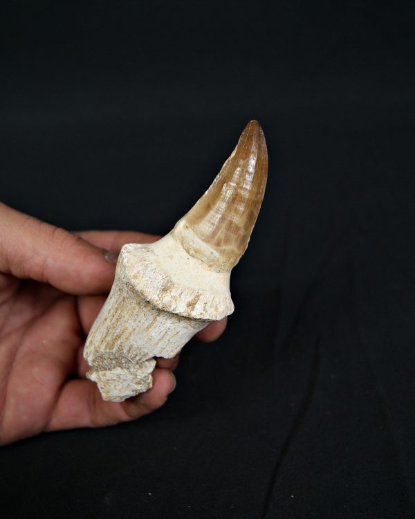 Mosasaurus hoffmanni