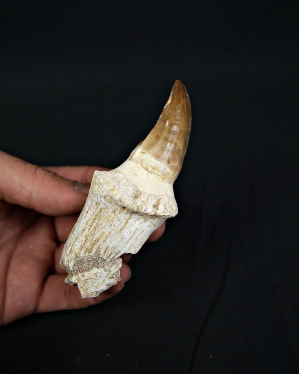 Mosasaurus hoffmanni