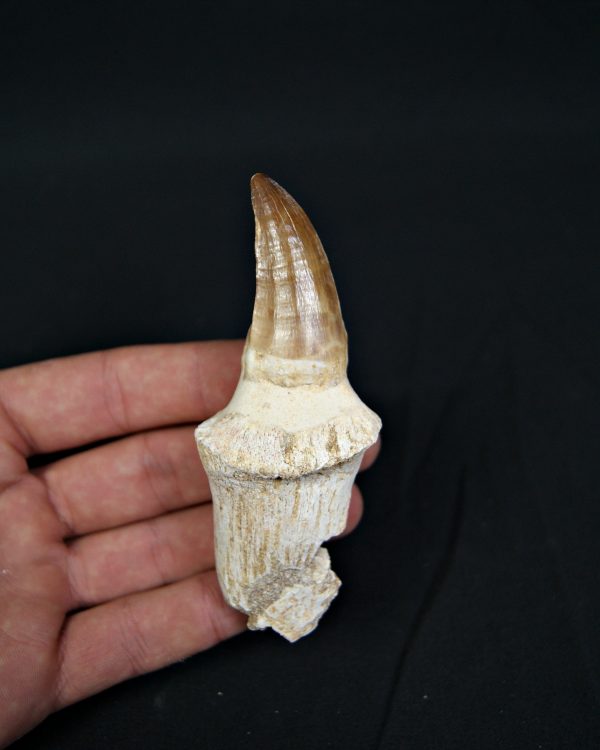 Mosasaurus hoffmanni