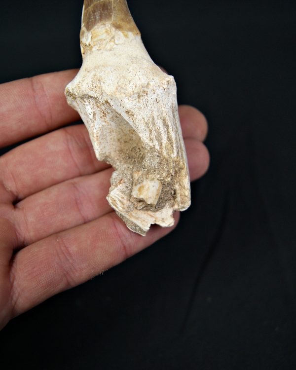 Mosasaurus hoffmanni