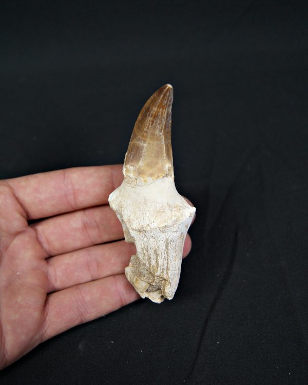 Mosasaurus hoffmanni