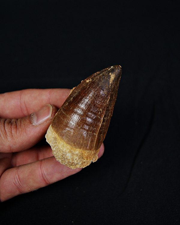 Diente de Mosasaurio Prognathodon sp.