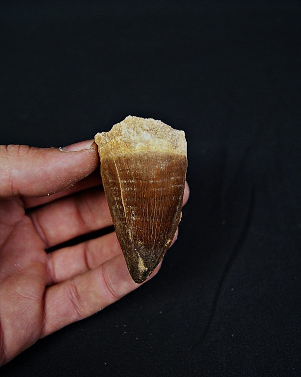 Diente de Mosasaurio Prognathodon sp.