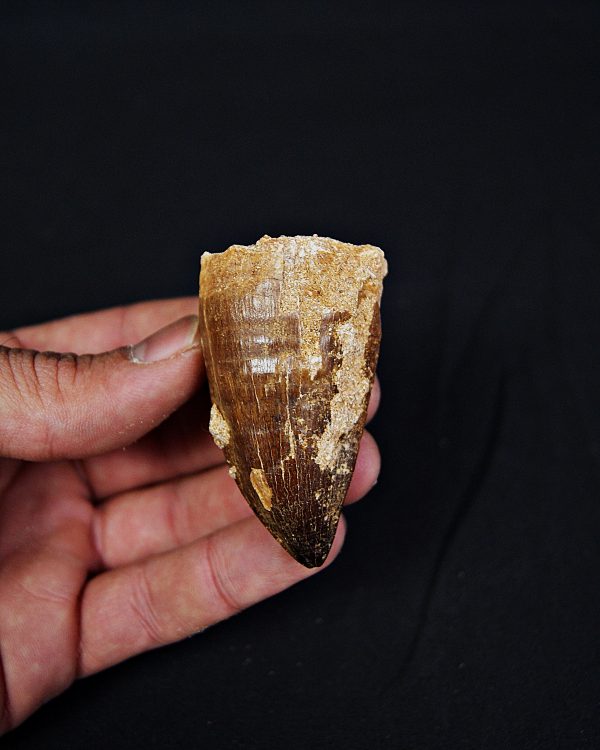 Diente de Mosasaurio Prognathodon sp.