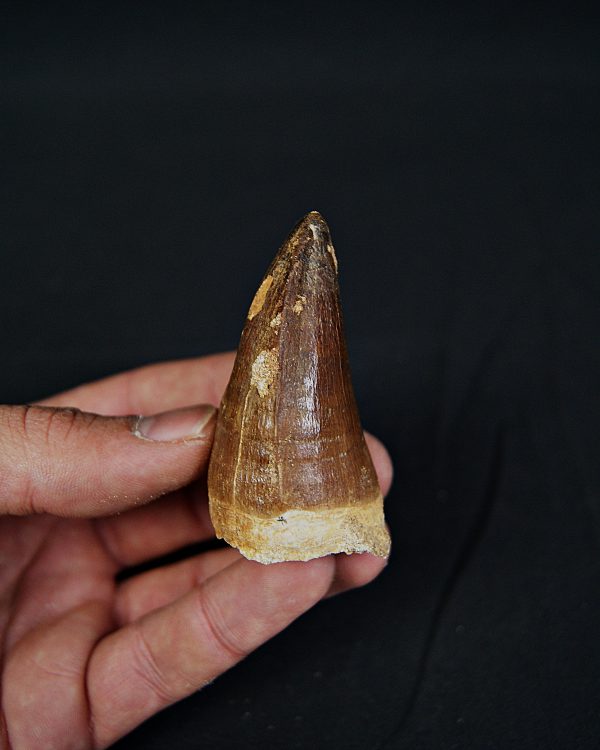 Diente de Mosasaurio Prognathodon sp.