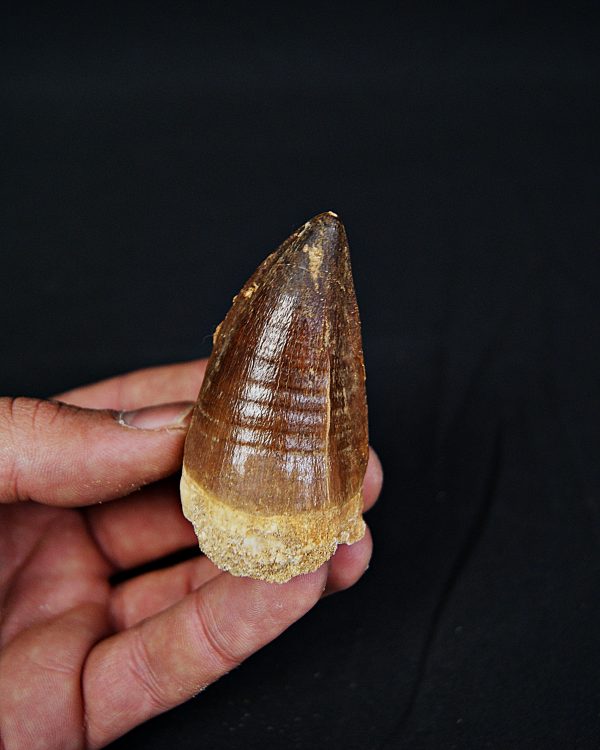 Diente de Mosasaurio Prognathodon sp.