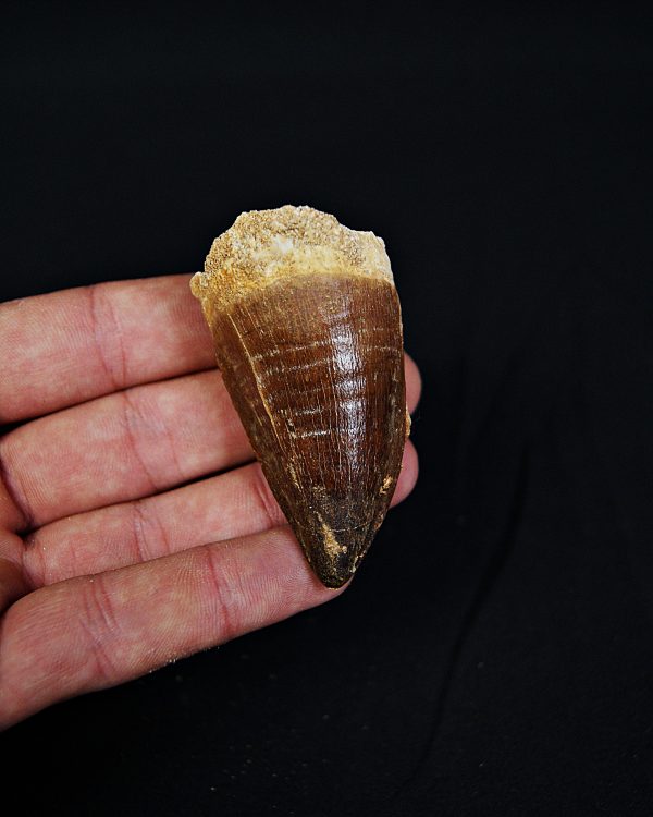 Diente de Mosasaurio Prognathodon sp.