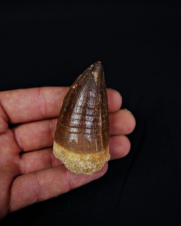 Diente de Mosasaurio Prognathodon sp.