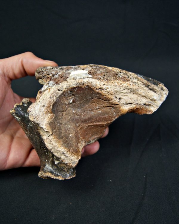 Mammuthus primigenius