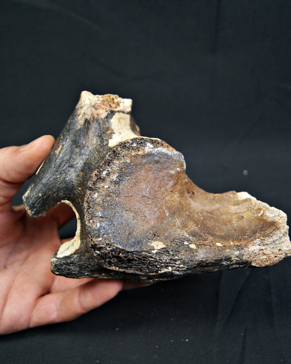 Mammuthus primigenius