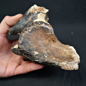 Mammuthus primigenius