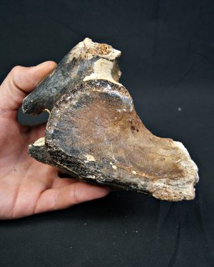 Mammuthus primigenius