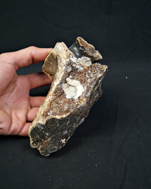 Mammuthus primigenius