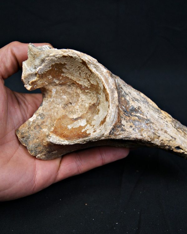 Enorme hueso de Bison priscus