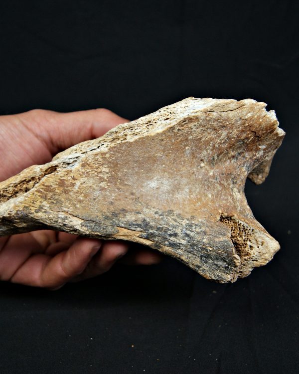 Enorme hueso de Bison priscus