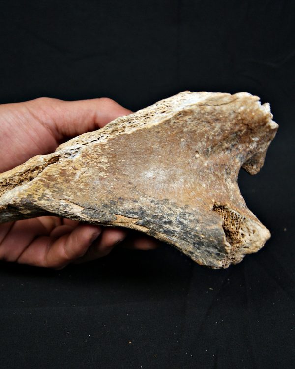 Enorme hueso de Bison priscus