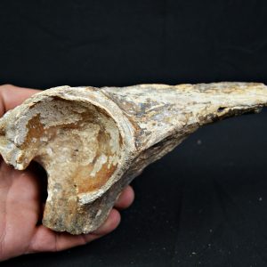 Enorme hueso de Bison priscus