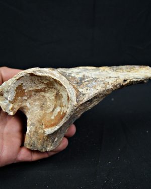 Enorme hueso de Bison priscus