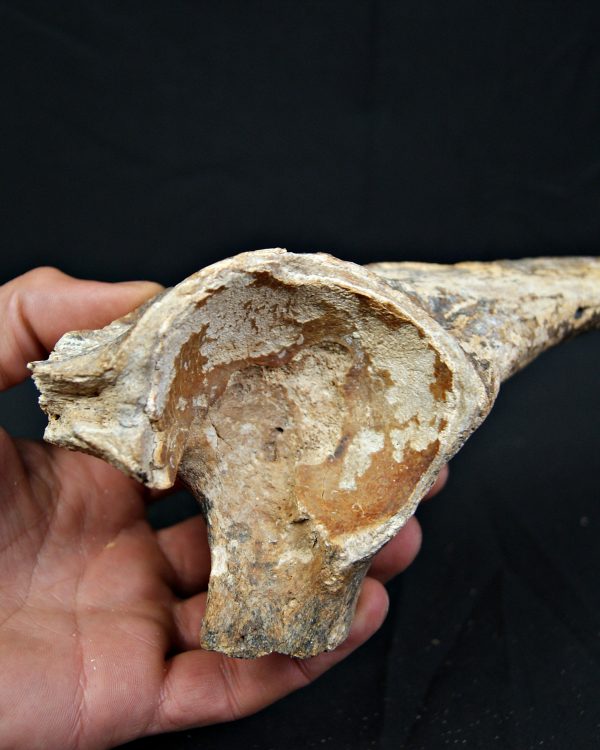 Enorme hueso de Bison priscus