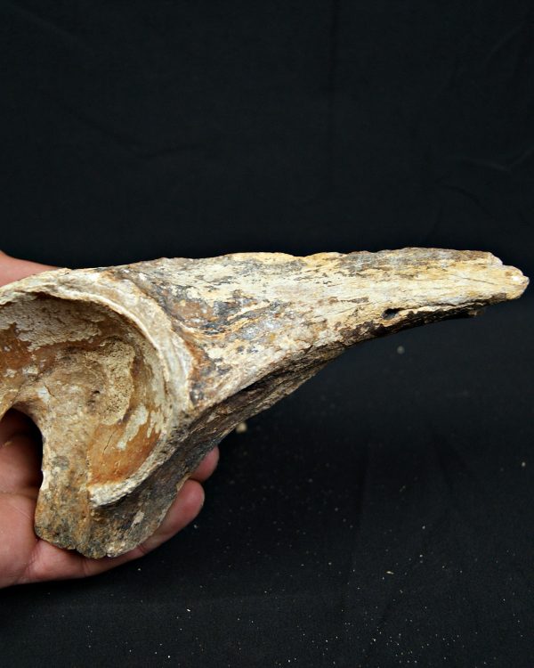 Enorme hueso de Bison priscus