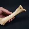 Tibia de oso de las cavernas