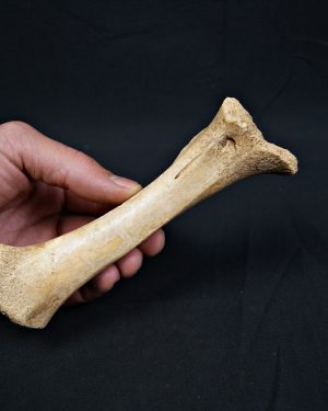 Tibia de oso de las cavernas