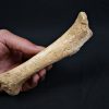 Tibia de oso de las cavernas