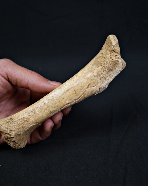Tibia de oso de las cavernas