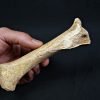 Tibia de oso de las cavernas