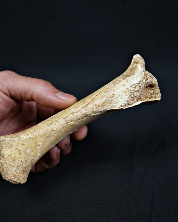 Tibia de oso de las cavernas