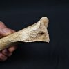 Tibia de oso de las cavernas